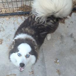 Evee - Pomsky