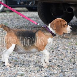 Malibu - Beagle