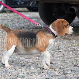 Malibu - Beagle