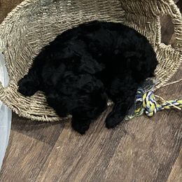 Cockapoo and Cocker Spaniel Puppies from Penny’s Perfect Pups
