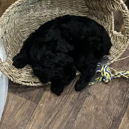 Cockapoo and Cocker Spaniel Puppies from Penny’s Perfect Pups
