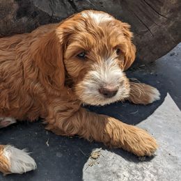 Goldendoodles from Wonderland Goldendoodles