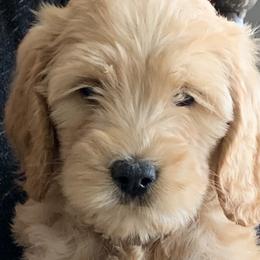 Australian Labradoodles from Cherry Valley Labradoodles