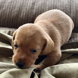 Clifford - Red male Dachshund puppy in Brave, Pennsylvania from Woodland Edge Cattery & Kennel