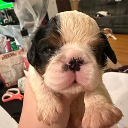 Tramp - Black white and tan male English Toy Spaniel puppy in Pennsylvania from Enchanting Charlies