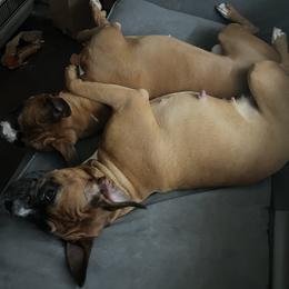 Boxer All Grown Up from Brown Cove boxers