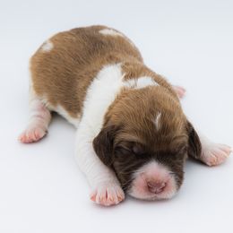 Bernedoodle, Saint Berdoodle, and Sheepadoodle Puppies from Yankee Doodle Puppies