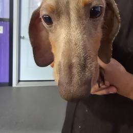Reeses cup - Dachshund