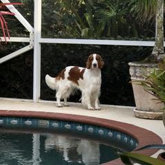 Mackenzie - Welsh Springer Spaniel