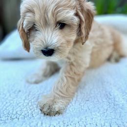 Australian Labradoodle Puppies from Lake Bay Labradoodles