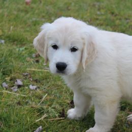 Golden Retriever Puppies from Hope Hollow Retrievers