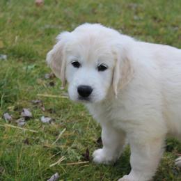 Golden Retriever Puppies from Hope Hollow Retrievers
