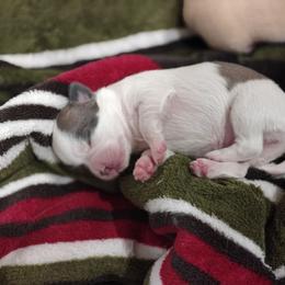 Patch - Blue fawn female Chihuahua puppy in Gray, Louisiana from Chi Chi's Place LLC