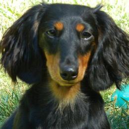 Dachshund All Grown Up from Proud Lake Dachshunds