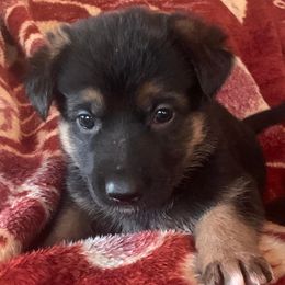 German Shepherds from Sandhills German Shepherds