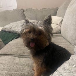 Millie - Yorkshire Terrier