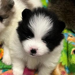 Luke - Black parti male Pomeranian puppy in Arizona from Ma Petite Amore Pomeranians