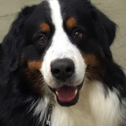 Bernese Mountain Dogs from Ebnet Bernese