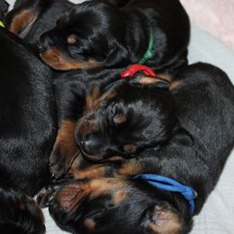 Blue - Black and rust male Doberman Pinscher puppy in Lynn, Michigan from Creekside Dobermans