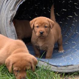 Labrador Retriever Puppies from Puzzles Labradors