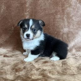 RAPHAEL(RAPH) - Black and tan male Pembroke Welsh Corgi puppy in Drain, Oregon from Sunnydale Corgis