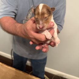Girl 2 - female Collie puppy in Lonoke, Arkansas from Colley Collies