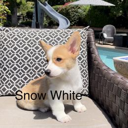 Pembroke Welsh Corgi Puppies from Corgipuppystore