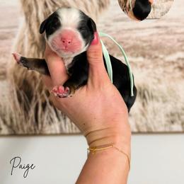 Paige - Tri-color female Bernedoodle puppy in Wamego, Kansas from Doodles of Oz