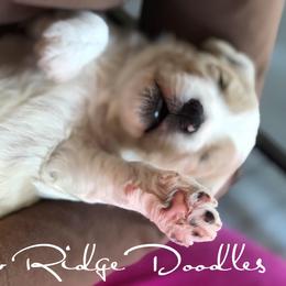 Goldendoodle Puppies from Snow Ridge Doodles
