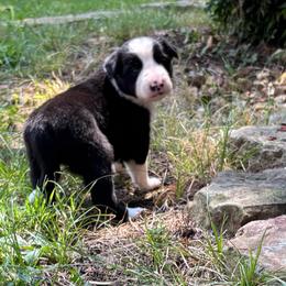 Boy 4 - Black and white male Border Collie puppy in Michie, Tennessee from Rivendell Border Collies