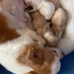 Chihuahua Puppies from Misty Morn Chihuahuas