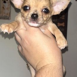 Chihuahua Puppies from Sasha’s Elite Kennel LLC