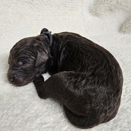 CAPTAIN - Brown male Double Doodle puppy in Jeddo, Michigan from Bert's Doodles