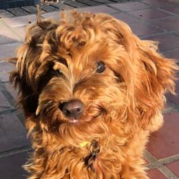 Rya - Goldendoodle