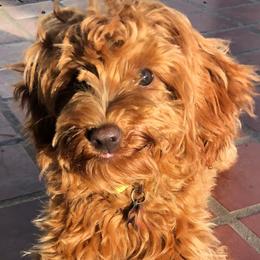 Rya - Goldendoodle