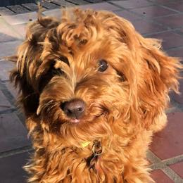 Rya - Goldendoodle