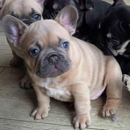 Lavender Fawn Boy - Light Mask - Fawn male French Bulldog puppy in Euless, Texas from Moki&Mello