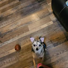 Rosco - Merle male Chihuahua puppy in Meridian, Oklahoma from Crazy Love Kennels