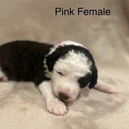 Pink Female - Blue and white female Sheepadoodle puppy in Hilton, New York from Finger Lakes Doodles