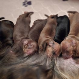Dachshund Puppies from Tumbleweed Dachshunds