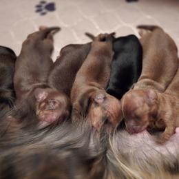 Dachshund Puppies from Tumbleweed Dachshunds
