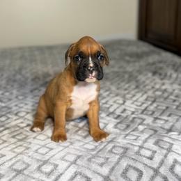Girl 2 - Fawn female Boxer puppy in Prestonsburg, Kentucky from Bre’s Boxers