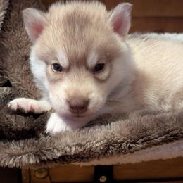 Blaidd - Red and white male Siberian Husky puppy in Caribou, Maine from Northlane Siberians