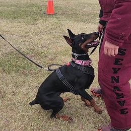 Vhagar - Doberman Pinscher