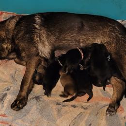 German Shepherd Puppies from Argohof Shepherds