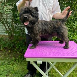 Xander - Cairn Terrier