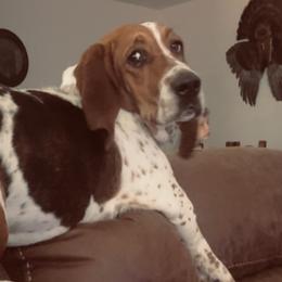 Basset Hounds from Texas Rose Basset’s