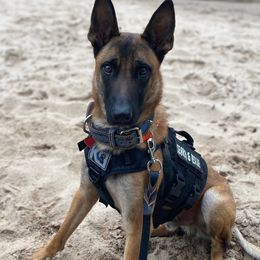 Belgian Malinois and Dutch Shepherds from Mercy Kennels