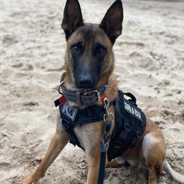 Belgian Malinois and Dutch Shepherds from Mercy Kennels