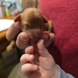 Crush - Red male Cavapoo puppy in Blackfoot, Idaho from Draper Mountain Doodles